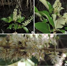 Image result for Cunoniaceae