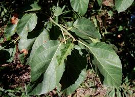 Image result for Ficus sur