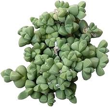 Image result for Kalanchoe velutina