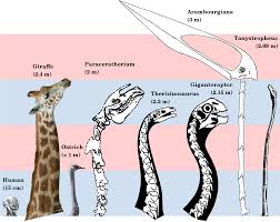 The spinal column is the structure that allows movement, and in the case of humans, maintains us in an upright position. Why Sauropods Had Long Necks And Why Giraffes Have Short Necks Peerj