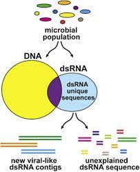Dsrna virus in the largest biology dictionary online. Analysis Of Double Stranded Rna From Microbial Communities Identifies Double Stranded Rna Virus Like Elements Cell Reports