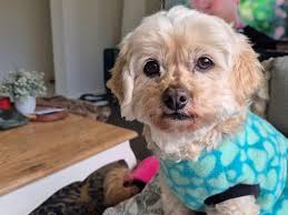 Victorian Dog Rescue added a new photo.