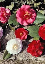 Camelia Bush Camellia Plant Rose Like Flowers Plants