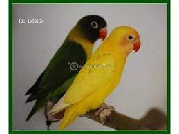 Pajaros Personatas Y Agapones Upala Pajaros Mascotas Animales Perros