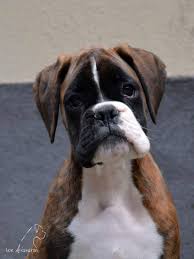 Boxer Dog Puppy Boxerdogsandpuppies Boxer Dog Puppy Boxer Dogs Brindle Boxer Dogs