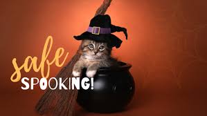 All creatures pet hospital is locally owned & has been serving since 2005. Sf Page 2 Cypress Veterinary Hospital
