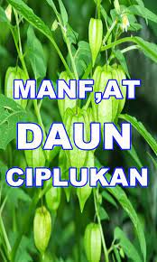 Cair daun ciplukan ke dalam akuades hingga 25 ml. Manfaat Daun Ciplukan Fur Android Apk Herunterladen