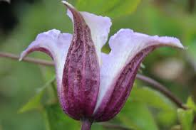 Maybe you would like to learn more about one of these? Neuheit Archive Clematis Herian