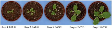 Maybe you would like to learn more about one of these? Pakchoi Seedling Appearance At Five Growing Stages Dat Days After Download Scientific Diagram