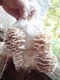 Amazing,, jagung kok bisa jadi seperti itu ya,, cara pembuatan f1 jamur tiram. Pembekal Bongkah Cendawan Kukur Kulat Sisir 2017