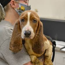 Basset hound mixes combine the charasmatic basset with another brilliant breed. Hsmo Awarded Custody Of 55 Dogs Rescued From Franklin County Humane Society Of Missouri