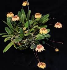 Image result for Hypericophyllum elatum