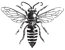 Black And White Wasp Like Insect Uk We Must Bee Careful Honey Bee Drawing Bee Drawing Bee Coloring Pages