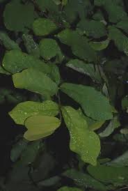 Image result for Monodora stenopetala