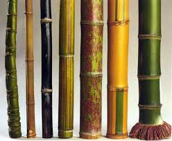Types Of Bamboo Bamboo Plant Care Bamboo Garden Bamboo Species