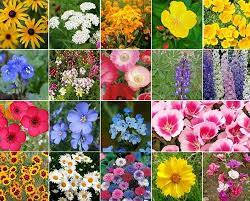 When to plant spring flowers in southern california. February Gardening Checklist For Southern California Garden Design
