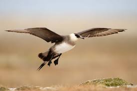 Image result for jaeger