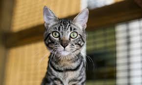 For more details about a cat, click on his/her image, below. Home Fieldhaven Feline Center