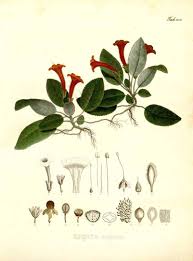 Image result for Episcia reptans