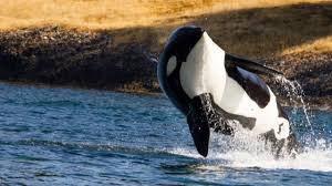 Orcas Disrupt Boat Race Near Spain In Latest Display Of Dangerous, Puzzling  Behavior – Queen City News