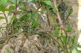Image result for Hygrophila spiciformis
