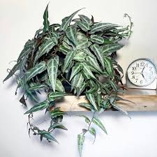 Image result for Cissus