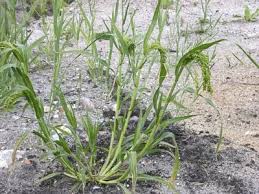Image result for Panicum miliaceum