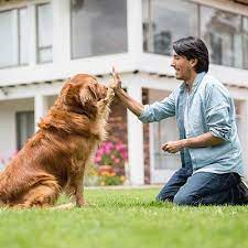 We strive to give the highest level of care to your…. Academy Pet Hospital Home Facebook