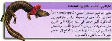 خصائص السمندر وسمندل الماء