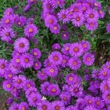 Flower Seeds Online Bulk Packets For Sale Non Gmo Edenbrothers Com Aster Flower Flower Seeds Online Flower Landscape