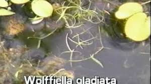 Image result for Wolffiella