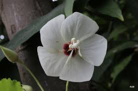 Image result for Dombeya lastii