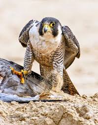 Google Peregrine Falcon Peregrine Falcon Hawk