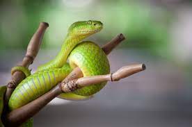 Green Pit Viper Thailand Snake Think Elephants International Reptile Snakes Reptiles Pit Viper