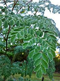 We did not find results for: Moringa Oleifera Drumstick Tree Seed Herbalistics
