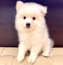 Japanese Spitz For Sale Japanese Spitz Puppy Japanese Spitz Japanese Spitz For Sale