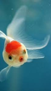 Tatli Kucuk Balik Akvaryum Balik Fish Doga Sualti Deniz Mavi Hayvan Beta Baligi Sualti Fotograflari