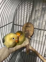 Join facebook to connect with zr mini aviary and others you may know. Pj Mini Aviary Apalit Facebook