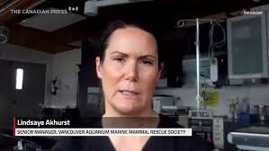 Premature harbour seal rescued in B.C.