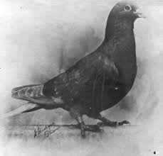 The 11 Bravest And Most Heroic Animals In Modern History Animals Homing Pigeons Brave Animals