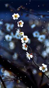 Beautiful Flower In 2020 Flower Background Wallpaper Flower Wallpaper Flower Backgrounds
