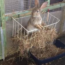 Awww Looks Like Thump Rabbit Care Rabbit Hutches Cat Care
