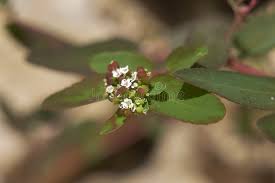 Image result for Euphorbia hyssopifolia