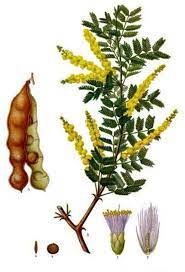 Gum Arabic Powder Acacia Senegal Etsy In 2021 Plant Illustration Botanical Illustration Medicinal Plants