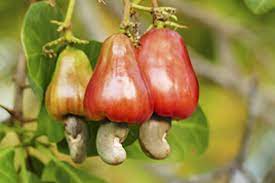 The cashew tree (anacardium occidentale) is a tropical evergreen tree that produces the cashew seed and the cashew apple pseudofruit. News About Nuts