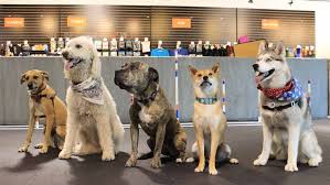 Vet vaccinations clinic at paw park place. Dog Training Winter Park Agility Obedience Puppy Zoom Room Dog Training
