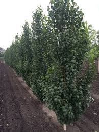 These quick growing poplar trees should max out at 50 or more feet tall, yet being so narrow, they do not shade out your young evergreens when planted close by, thus are a perfect fit. Deciduous Trees