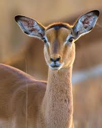 Female Impala Explore Animals Beautiful Animals African Animals