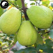 And the tree's bark is fascinating, too. 12 Guava Fruit Ideas Guava Fruit Guava Guava Fruit Tree