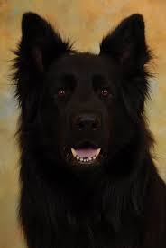 Most interesting photos from long haired german shepherds pool. Hd Wallpaper Lacquer Black Long Hair German Shepherd German Longhaired Pointer Wallpaper Flare